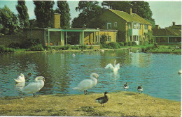 SLIMBRIDGE RESERVE, SLIMBRIDGE, GLOUCESTERSHIRE, ENGLAND. USED POSTCARD   Ms3 - Otros & Sin Clasificación