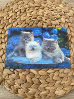 Katze Cat Chat  Lenticular 3D Postkarte Postcard - Katten