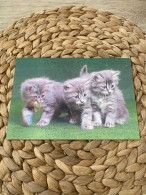 Katze Cat Chat  Lenticular 3D Postkarte Postcard - Cats