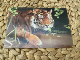 3D Lenticular Tiger Postkarte Postcard - Tiger