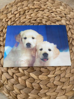 Hund Dog Chien Poodle Retriever 3D,Lenticular - Hunde