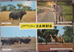 AFRICA ZAMBIA WILDLIFE KUDU POSTCARD POSTKARTE ANSICHTSKARTE CARTE POSTALE CARTOLINA CARD KARTE TARJETA POSTAL - Zambie