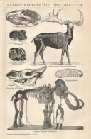 Resti Di Animali Preistorici - Xilografia D'epoca - 1901 Vintage Engraving - Prints & Engravings