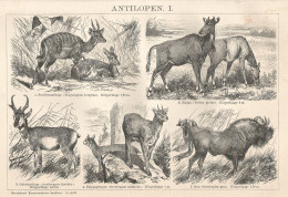 Tipi Di Antilope - Xilografia D'epoca - 1901 Vintage Engraving - Prenten & Gravure