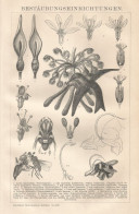 Tipi Di Piante - Xilografia D'epoca - 1901 Vintage Engraving - Prenten & Gravure