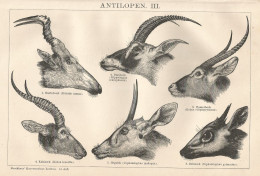 Tipi Di Antilope - Xilografia D'epoca - 1901 Vintage Engraving - Stiche & Gravuren