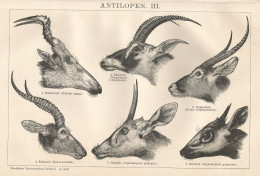 Tipi Di Antilope - Xilografia D'epoca - 1901 Vintage Engraving - Prints & Engravings