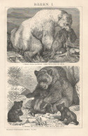 Orsi - Xilografia D'epoca - 1901 Vintage Engraving - Prints & Engravings