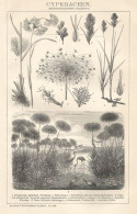 Cyperaceen - Xilografia D'epoca - 1901 Vintage Engraving - Prints & Engravings