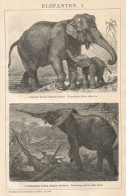 Elefanti - Xilografia D'epoca - 1901 Vintage Engraving - Prenten & Gravure