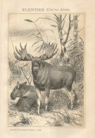 Cervus Alces - Stampa Antica Del 1901 - Antique Print - Stiche & Gravuren