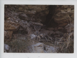 Hiboux Grand Duc (bubo Bubo) Vu Que 4 Fois En 1 Siècle En Normandie - Nuit De La Chouette1995, Th Vincent Photographe - Pájaros