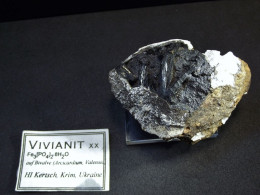 Vivianite Var. Kerchenite On Mollusk Fossil ( 6 X 4 X 3 Cm ) - Kerch - Crimea Peninsula, Crimea Oblast', Ukraine. - Minerals