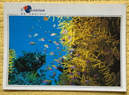 CPM Océarium Du Croisic 44 - Jardin Tropical - Editions JOS Le Doaré - R 7 1580 - Pescados Y Crustáceos