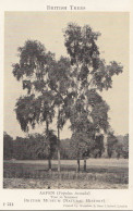 C88. Vintage Postcard. British Trees. Aspen. Populus Tremula - Sonstige & Ohne Zuordnung