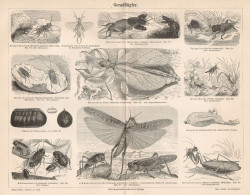 B6387 Tipi Di Ortotteri - Incisione Antica 1890 - Engraving - Estampas & Grabados