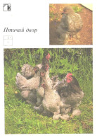 Birds, Chickens, 1989 - Oiseaux