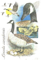 Birds, Geese, Branda Canadensis - Pájaros