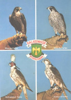 Birds, Different Falcons - Oiseaux