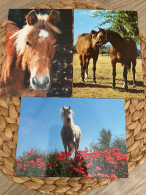 Lot Of 3 Postcards Horse,Pferd Postkarten - Paarden