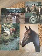 Lot Of 4 Postcards Horse,Pferd Postkarten - Paarden