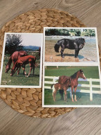 Lot Of 3 Postcards Horse,Pferd Postkarten - Paarden