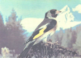 Bird, Goldfinch, 1985 - Pájaros