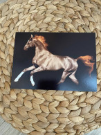 Pferd Postkarte Germany - Paarden