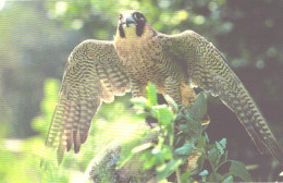 Bird, Falcon, 1985 - Vögel