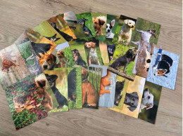 29x Hunde Postkarte Chien Arpa - Perros