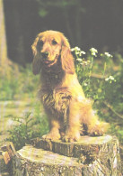 Dog, Cocker-spaniel - Chiens