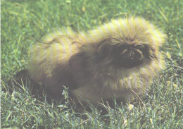 Dog, Pekingese - Perros