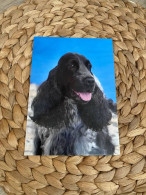 Hund Dog Chien Postkarte Cocker Spaniel - Perros