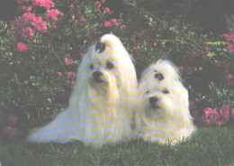 Dog, 2 White Dogs On Grass - Perros