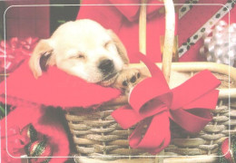 Dog, Sleeping White Puppy In Basket - Chiens