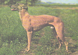 Dog, Greyhound - Perros