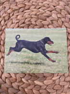 Hund Dog Chien Dobermann Postkarte Postcard - Perros