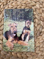 Hund Dog Chien Airedale Terrier Postkarte Postcard - Chiens