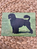 Hund Dog  Chien Irish Water Spaniel Postkarte - Chiens