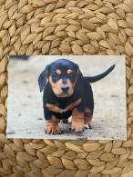 Hund Dog Postkarte Dachshund Dackel Teckel - Chiens