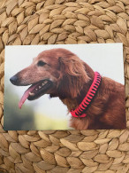 Hund Dog Postkarte Dachshund Dackel Teckel - Chiens