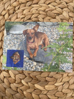 Hund Dog Postkarte "Dachshund Dackel Teckel" - Chiens