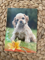 Hund Dog Chien Cocker Spaniel Postkarte Postcard - Chiens