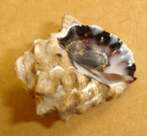 Thais Hippocastaneum Indonésie (lombok) 28,8mm WO Del 8/2 - Seashells & Snail-shells