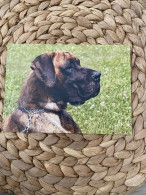 Hund Dog Chien Dogge,great Dane Postkarte Postcard - Chiens