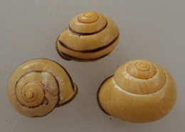 Cepaea Nemoralis (X3) Auvergne 19/23mm N6 - Seashells & Snail-shells