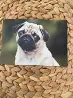Hund Dog Chien MOps,Pug Postkarte Postcard - Chiens