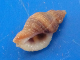 Ocenebra Edwardsi Atlantique 11,6mm GEM N1 - Seashells & Snail-shells