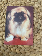 Hund Dog Chien Pekinois,Pekineser,Pechinese Postkarte Postcard - Chiens