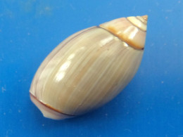 Olivella Biplicata Californie 22,6mm GEM N1 - Seashells & Snail-shells